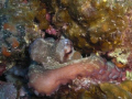   This cut little octopus was just deciding come his hole swimming past he 10 water 20m exit point. Photo taken my casio z85 soft internal flash Lanzarote point  